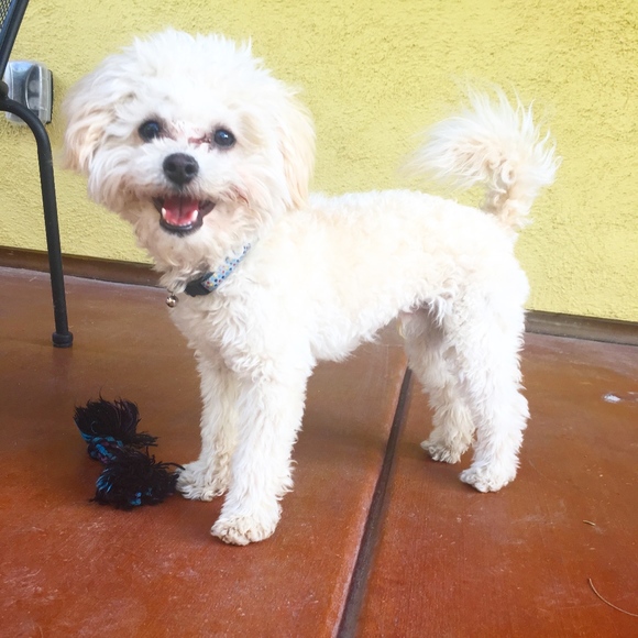 Meet your Posher, Cassidy - Picture 3 of 5